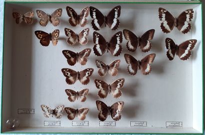Boîte entomologique vitrée comprenant 19...