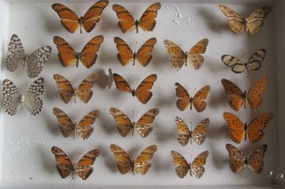 Boîte entomologique vitrée comprenant 21...