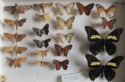 Boîte entomologique vitrée comprenant 21...