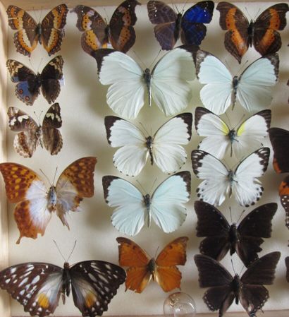 Boîte entomologique vitrée comprenant 33...