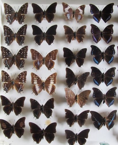 Grande boîte entomologique vitrée comprenant...