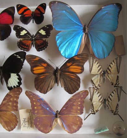 Boîte entomologique vitrée comprenant 14...