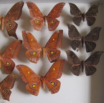 Grande boîte entomologique vitrée comprenant...
