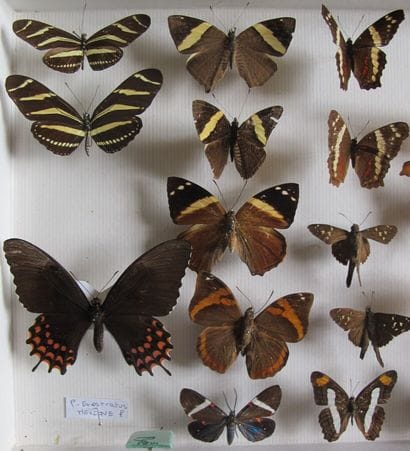 Glass entomological box containing 23 specimens...