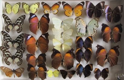 Boîte entomologique vitrée comprenant 27...