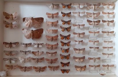 Boîte entomologique vitrée comprenant 59...
