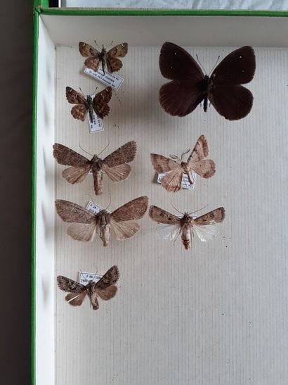 Entomological glass box containing 8 specimens...