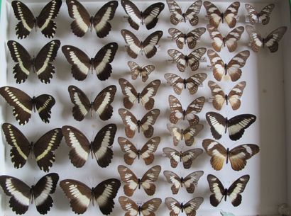 Grande boîte entomologique vitrée comprenant...