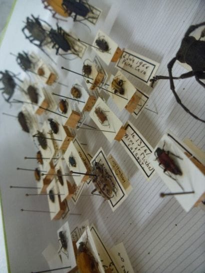 Boîte entomologique vitrée comprenant 32...