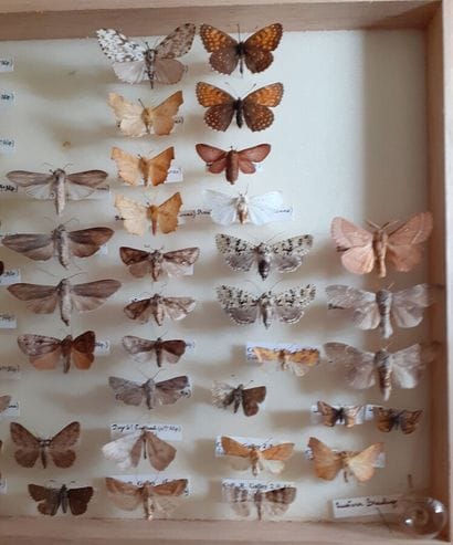 Boîte entomologique vitrée comprenant plus...