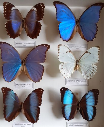 Grande boîte entomologique vitrée comprenant...