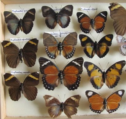 Glass entomological box containing 18 specimens...