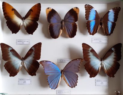 Grande boîte entomologique vitrée comprenant...