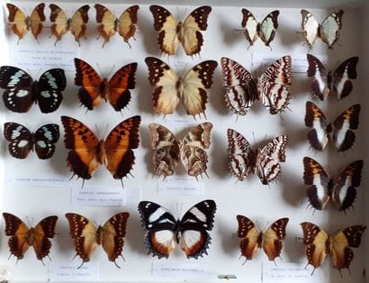 Large glass entomological box containing...