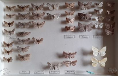 Boîte entomologique vitrée comprenant 41...