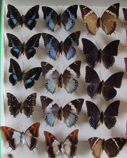 Large glass entomological box containing...