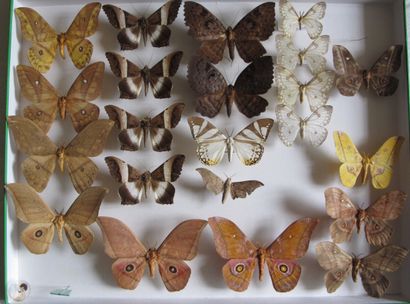 Grande boîte entomologique vitrée comprenant...