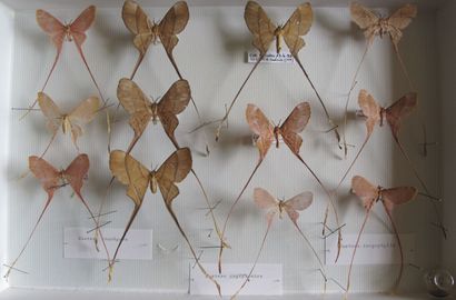 Boîte entomologique vitrée comprenant 12...
