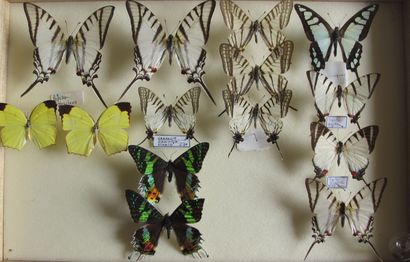 Boîte entomologique vitrée comprenant 14...