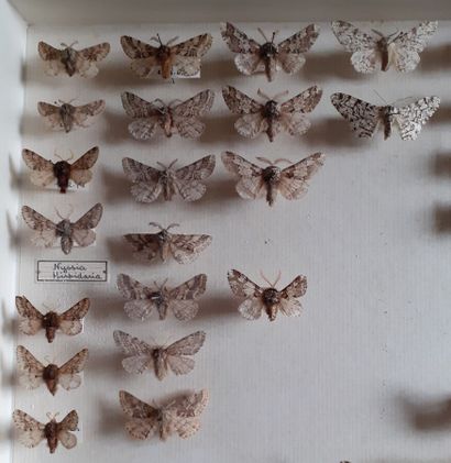 Boîte entomologique vitrée comprenant 41...