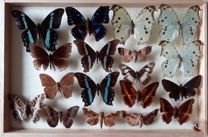 Boîte entomologique vitrée comprenant 18...