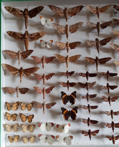 Grande boîte entomologique vitrée comprenant...