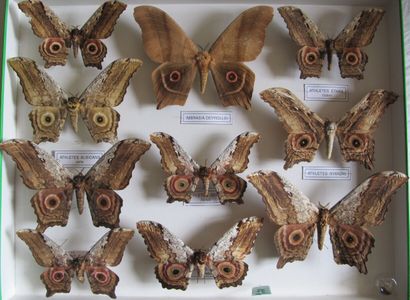 Grande boîte entomologique vitrée comprenant...