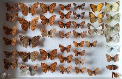 Boîte entomologique vitrée comprenant 44...