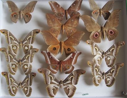 Grande boîte entomologique vitrée comprenant...