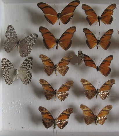 Boîte entomologique vitrée comprenant 21...