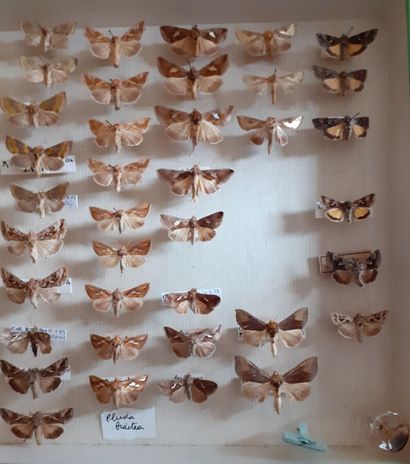Glass entomological box containing 64 specimens...