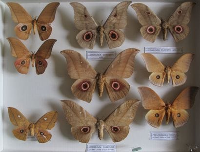 Large glass entomological box containing...