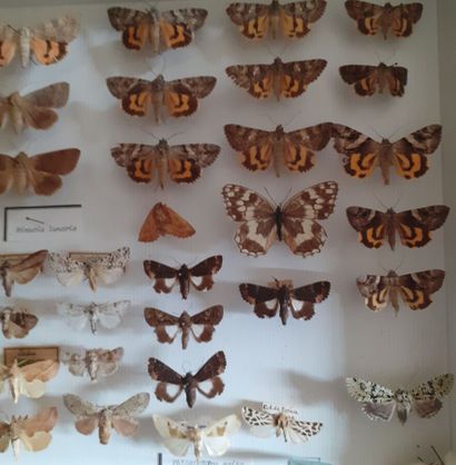 Boîte entomologique vitrée comprenant 41...