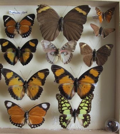 Glass entomological box containing 18 specimens...