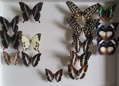 Grande boîte entomologique vitrée comprenant...