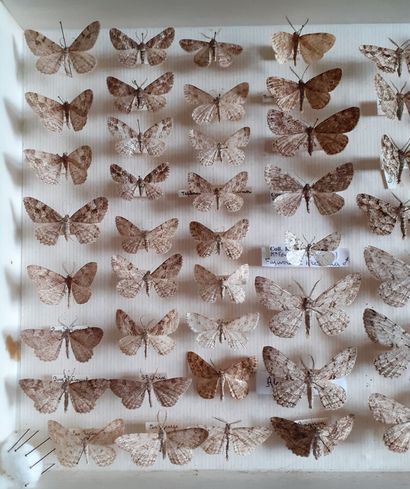 Boîte entomologique vitrée comprenant plus...