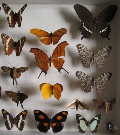Glass entomological box containing 23 specimens...