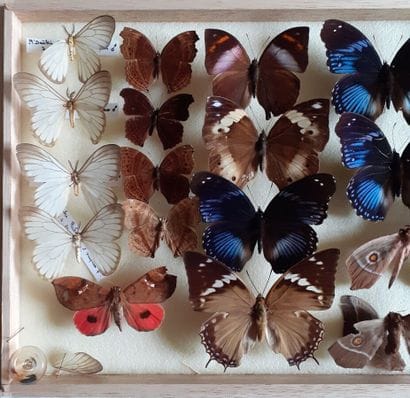 Boîte entomologique vitrée comprenant plus...