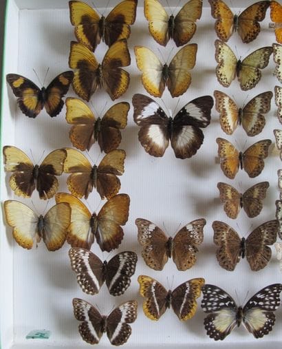 Large glass entomological box containing...