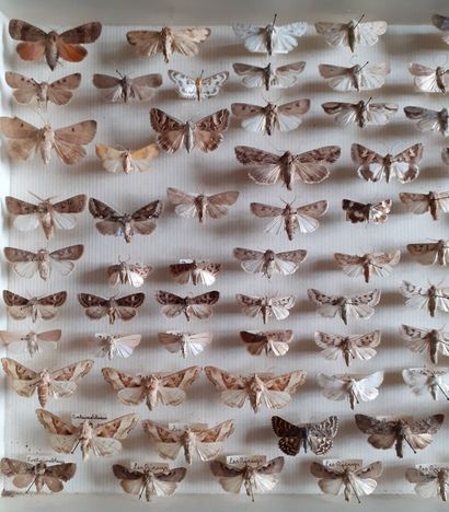 Boîte entomologique vitrée comprenant plus...