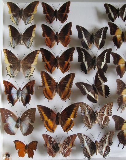 Grande boîte entomologique vitrée comprenant...