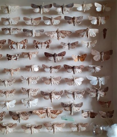 Boîte entomologique vitrée comprenant plus...