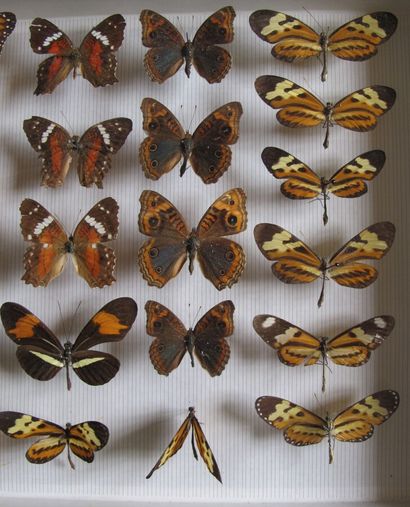 Boîte entomologique vitrée comprenant 25...