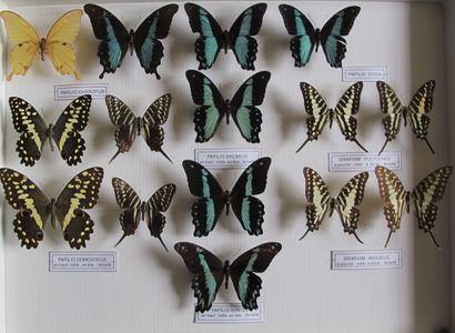 Grande boîte entomologique vitrée comprenant...