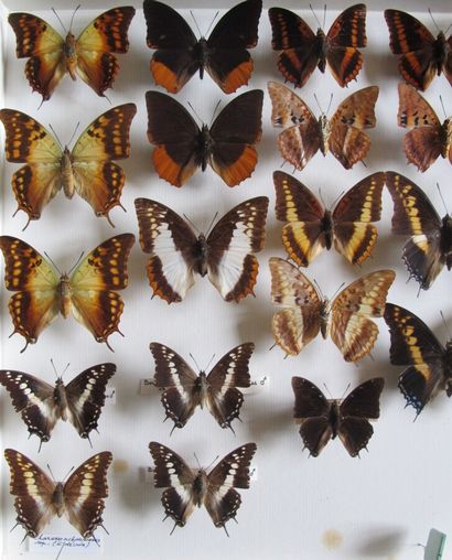 Grande boîte entomologique vitrée comprenant...