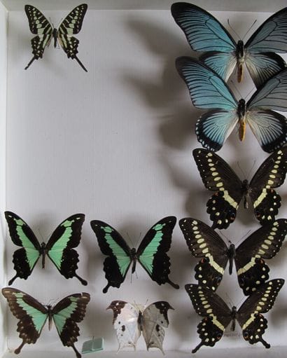 Large glass entomological box containing...