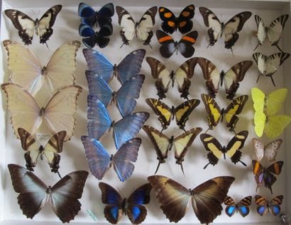 Large glass entomological box containing...
