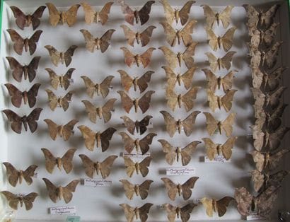 Large glass entomological box with more than...