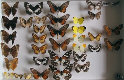 Glass entomological box containing 36 specimens...