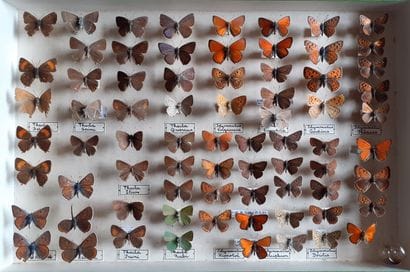 Entomological glass box containing 73 specimens...